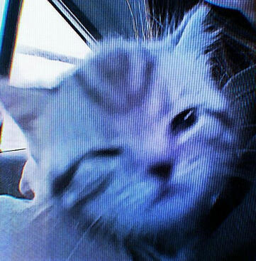 gatito con sueño